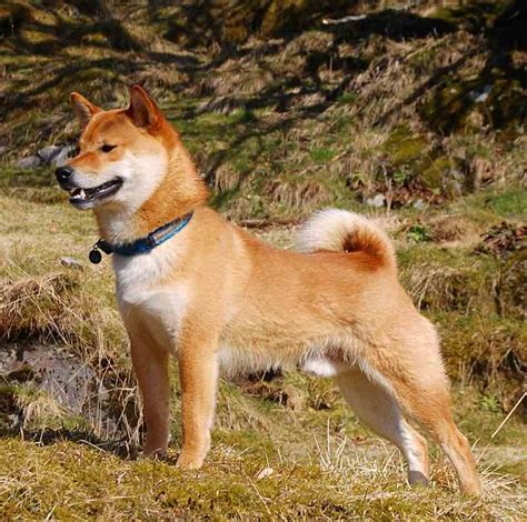 Shiba Inu - Dog Breed Information and Images - K9 Research Lab.