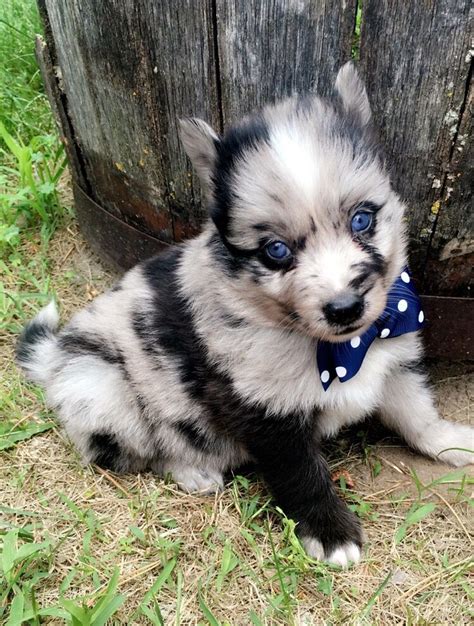 Affordable Pomsky Puppies For Sale Near Me - Pets Lovers