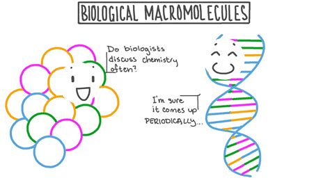 Lesson Video: Biological Macromolecules | Nagwa