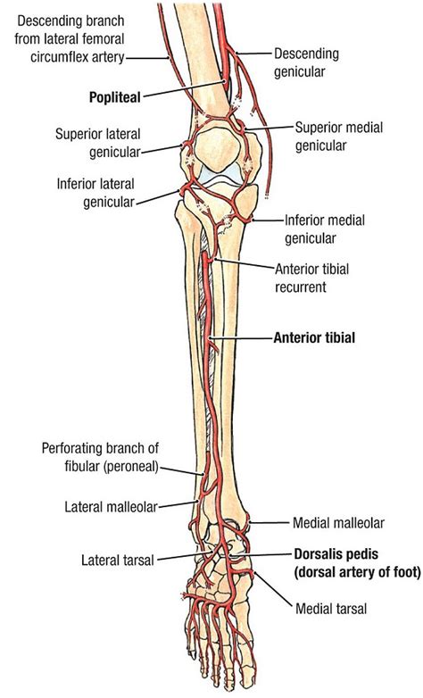 Anterior Tibial Artery - Stepwards