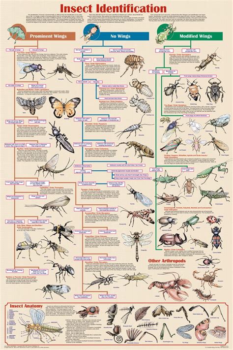 Insect Identification Pictures Chart