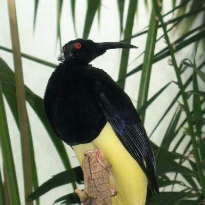 Twelve-wired Bird-of-Paradise (Seleucidis melanoleucus) :: BirdWeather