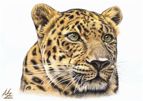 Leopard Drawing by Nicole Zeug