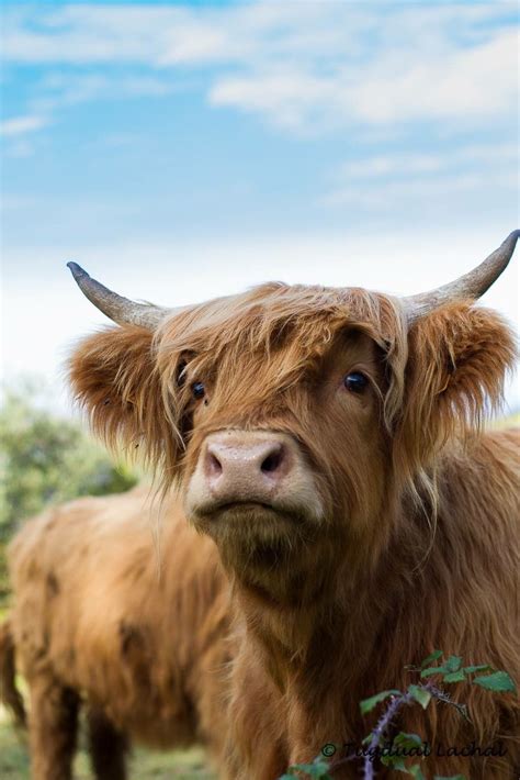 Scottish Highland Cattle … | Fluffy cows, Baby highland cow, Highland calf