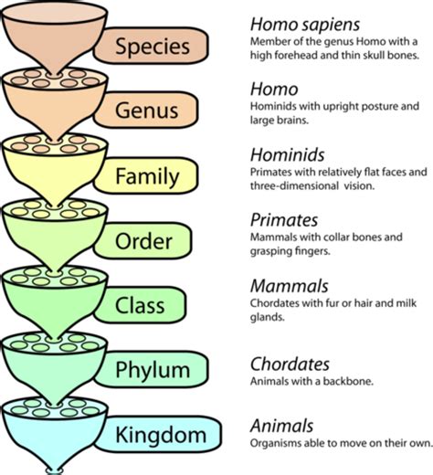 Linnaean Classification | CK-12 Foundation