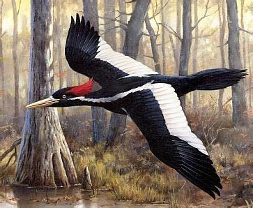 Ivory-billed Woodpecker - Elusive, Extinct or Endangered Bird | Animal ...