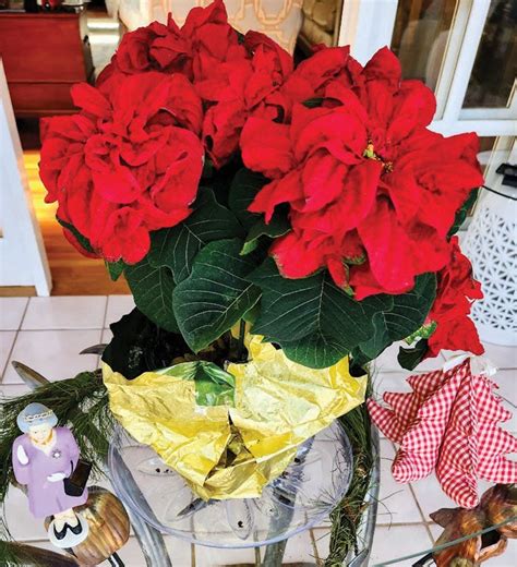 December H&G Q&A: Poinsettias, pruning and pansies - Salisbury Post | Salisbury Post