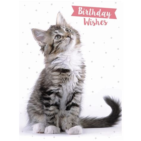 Cat Birthday Cards - Happy Birthday Cat Card - YouTube - In ancient times cats were worshipped ...