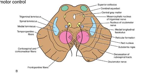 Diagram of brainstem at the level of the superior colliculi | Quizlet