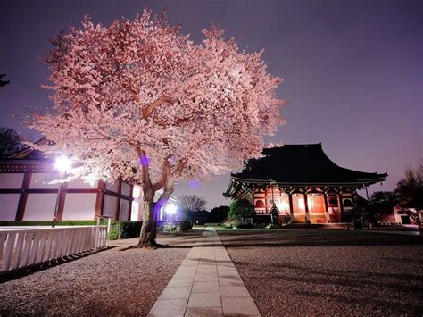 Japanese Garden Cherry Blossom Wallpaper