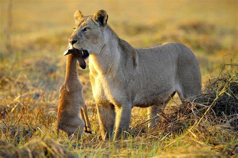 Wildlife Safari in WAZA (Cameroon) and Cultural Tourism in Libreville ...