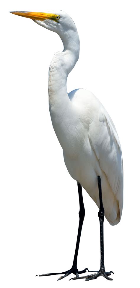 Egret Bird PNG Image | Bird, Animals, Funny bird pictures