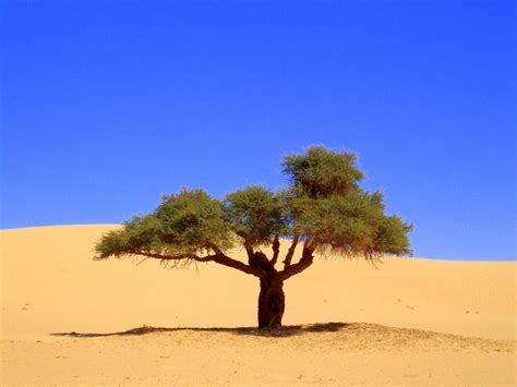 Algerian Culture | Desert landscape design, Landscape design app ...