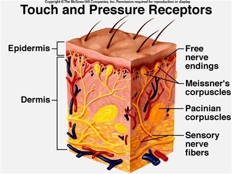 3d Skin Model Flashcards by ProProfs