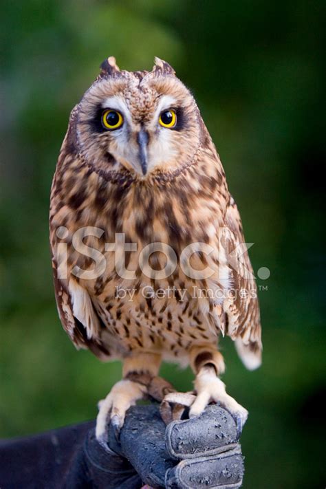 Pueo, The Hawaiian Owl stock photos - FreeImages.com