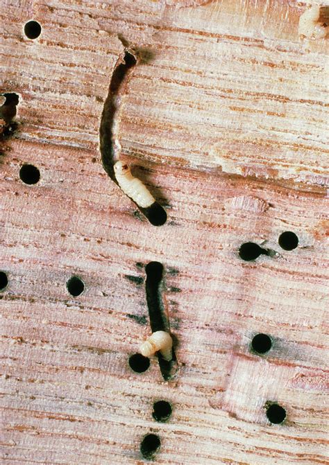 Wood Beetle Larvae Photograph by Dr Jeremy Burgess/science Photo Library