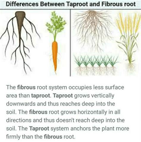 What is the difference between tap root and fibrous root? - EduRev ...