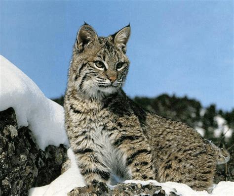 Legal trapping opened Dec 1 in Montana for Bobcat, Fisher, & Pine Marten - Trap Free Montana