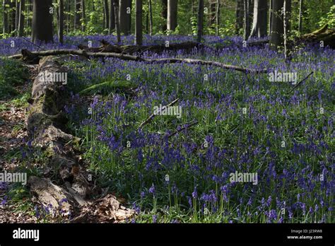 The Hallerbos or Blue Forest in Halle, Belgium is covered by bluebells ...