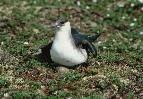 Arctic Skua Photograph by Science Photo Library - Fine Art America