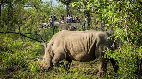 Chitwa Chitwa Game Lodge - Northern Sabi Sands | Sabi Sands Lodges Reservations - Sabi Sands ...