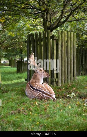 Fallow Deer at Dunham Massey Hall Deer Park, Dunham Park, Altrincham ...