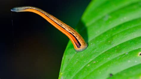 How Scientists Use Leeches to Locate Rare Animals | Mental Floss