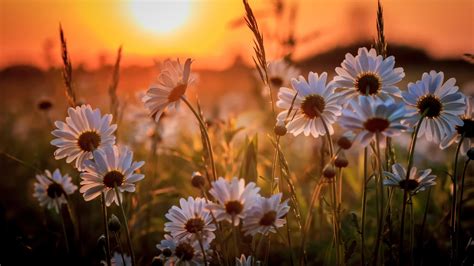 White Daisy Flowers During Sunset HD Spring Wallpapers | HD Wallpapers | ID #68024