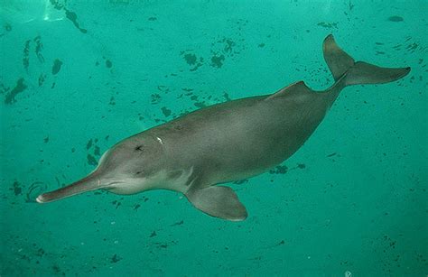 Indus River Dolphin Endangered Species