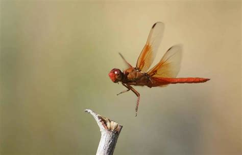 Top 10 Most Beautiful Dragonfly Species