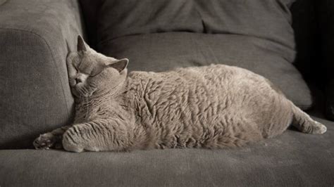 Cat snoring: Why do cats snore and is it normal? | PetsRadar