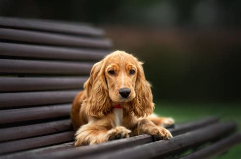 Top 8 English Cocker Spaniel Breeders In The States