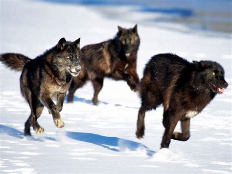 Manada de lobos cazando una liebre (HD) | Animales en Video