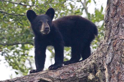 Black bear cub | Black bears are at the top of their food ch… | Flickr