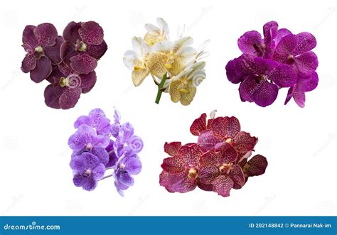 Variety of Colors Orchid Vanda Flower on White Background. Stock Photo - Image of light, bright ...