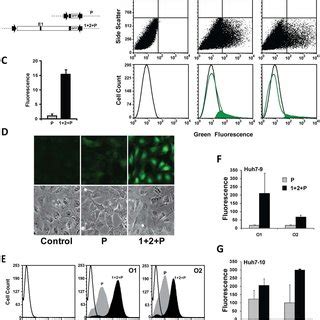 Transient transfection vs. stable gene integration for determining ...