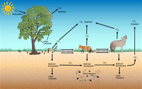 2A: A Forest Carbon Cycle