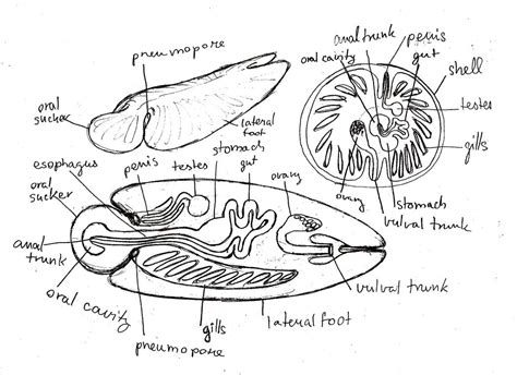 Molluscoid anatomy - ''slugs'' and ''limpets'' by PeteriDish on DeviantArt