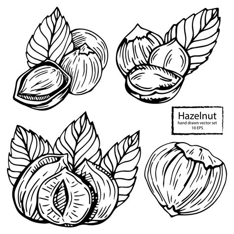 Hazel nut set. Isolated flat hazelnut in shell and peeled with leaves ...