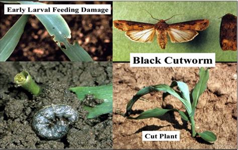 BLACK CUTWORM DAMAGE COULD BE A PROBLEM | Seed Professionals