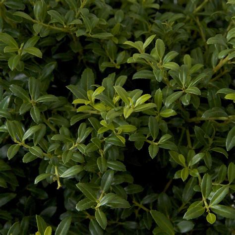 2.5 Qt. Soft Touch Holly(Ilex), Live Evergreen Shrub, Finely Textured Green Foliage-3118Q - The ...