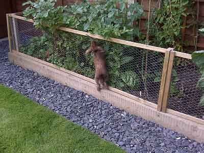 Rabbit in the Garden | Fenced vegetable garden, Diy garden fence, Garden fence