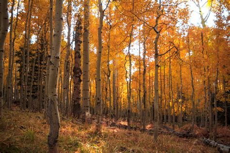 Aspen Loop Trail | Sedona Monthly