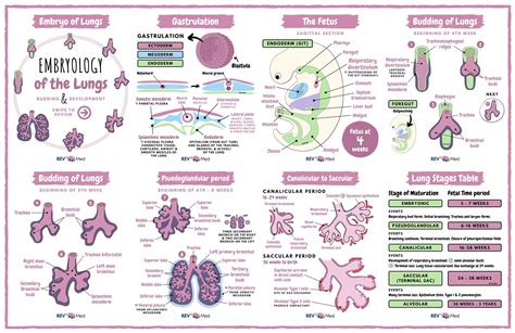 Lung Embryology Stages - Fetal Anatomy - Gastrulation ... | GrepMed