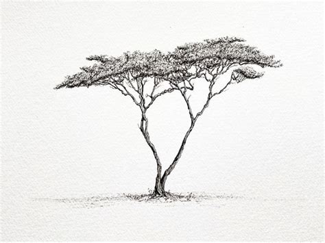 Acacia Tree Ink Drawing, MSillo | Tree drawing, Ink artwork, Tree tattoo designs