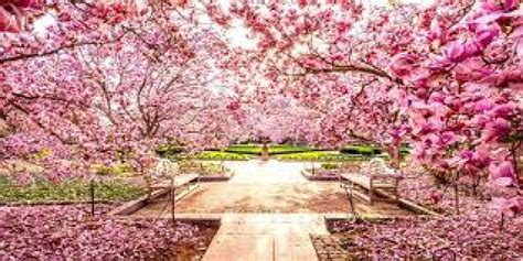 India International Cherry Blossom Festival