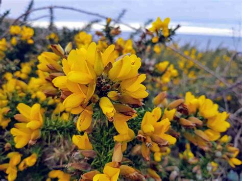 Is Gorse Flower Edible? - Coastal Foraging - Bushcraft Hub