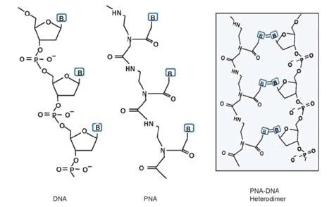 Peptide nucleic acid (PNA) structure Comparison of the structure of PNA ...