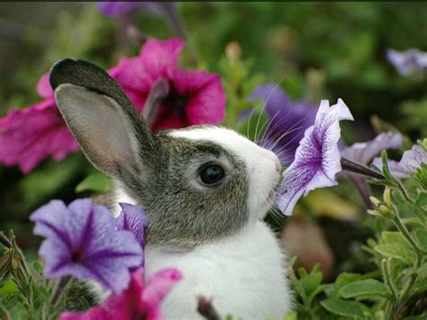 A bunny in a basket, smiling mischievously, butterflies carrying on ...