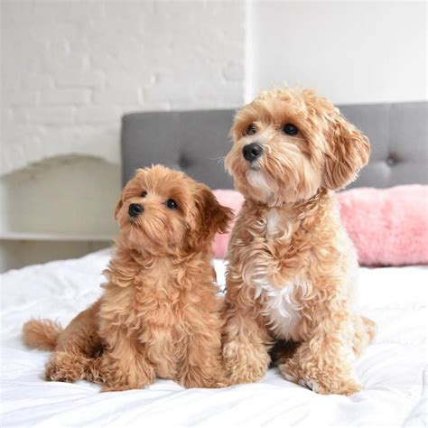 Two Adorable Small Dogs on Bed